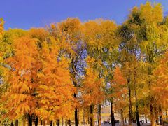 -上海海湾国家森林公园