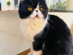 -猫小院猫主题餐厅(南锣旗舰店)