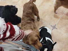 -Let's go狗咖·猫咖·奶狗·桌游(春熙路IFS店)