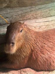 -Zoolung Zoolung动物主题公园(海信广场店)