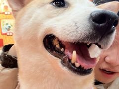 -和它·交个朋友·狗咖猫咖(爱琴海店)