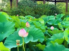 -池杉湖湿地公园