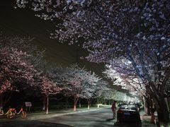 -高东镇樱花园