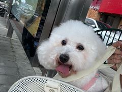 -爱妮康宠物医院·干细胞免疫细胞·肿瘤·心脏(张江店)