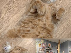 -这儿没有猫·猫咖萌宠馆·撸猫