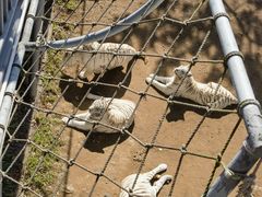 -西霞口神雕山野生动物世界