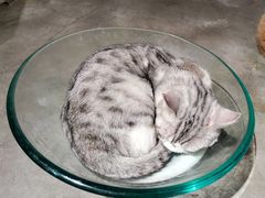 -more than meow吴止猫主题餐厅(承德 中船汇店)