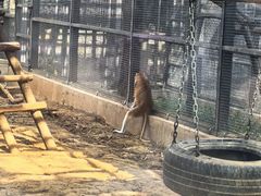 -石家庄市动物园