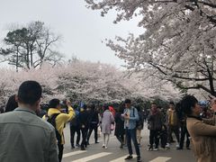 -武汉大学-樱园