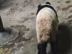 -重庆市奥林匹克体育中心-游泳跳水馆