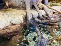-迪拜水族馆及水下动物园
