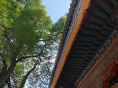 -塔尔寺菩提树