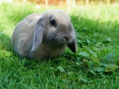 -荣耀金沙动物医院(清江西路店)