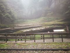 -阿里山神木遗迹