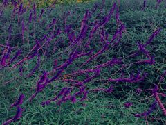 -云南艺术学院(呈贡校区)