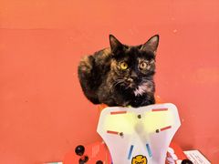 -猫色咖啡·猫咖