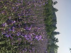 iphone_upload_pic-永定河休闲森林公园