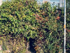 -斯多格书乡(北京大学畅春园店)