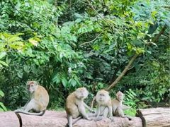 -武吉知马自然保护区