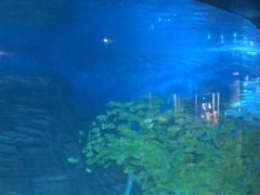 -烟台海昌鲸鲨海洋公园