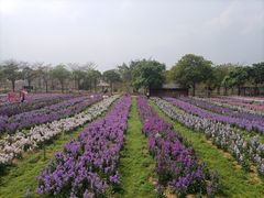 -天适樱花悠乐园
