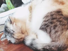 -猫色咖啡·猫咖