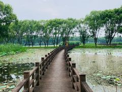 -洪湖生态旅游区