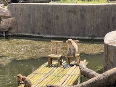-合肥野生动物园
