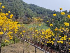 -广州白江湖森林公园