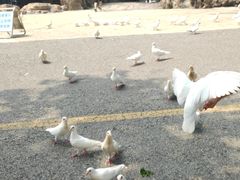 -燕塞湖鸟语林景区