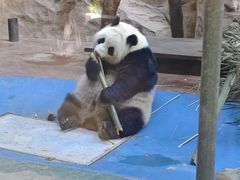 -成都动物园