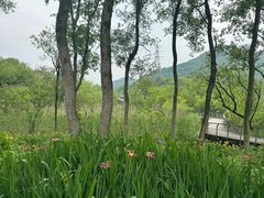 -西湖风景区-江洋畈生态公园