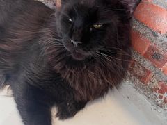 -豆逗聊愈猫阁Easy Life