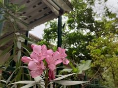 -艾提尕尔清真寺