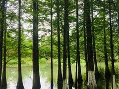 -桤木河湿地公园