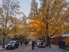 -三里屯东五街银杏大道