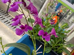 -文昌邓记清补凉(西沙路店)