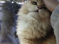 -李小姐の猫咖啡馆(五角场店)