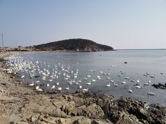 -烟墩角天鹅湖