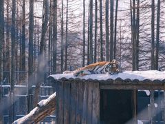 -横道河子东北虎林园