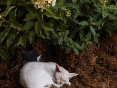 -自由生长植物工作室(深港花卉中心店)