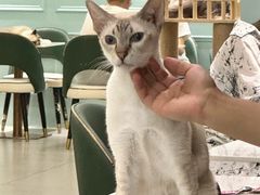 -安格丽娜·狗咖·猫咖羊驼咖(春熙路百盛商场店)