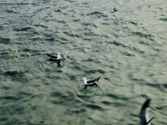 -小麦岛公园