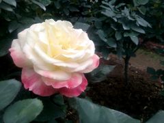 -人民公园(罗湖区)