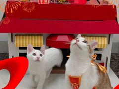 -博特宠物医院24h犬猫全科.骨科·异宠