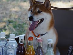 -四明湖