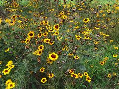 -永定河休闲森林公园