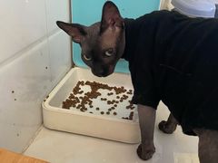 -美联众合宠物医院·爱萌分院·内外科·猫科中心