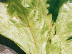 -七甲山烤肉(长白山奇石山珍根艺一条街店)