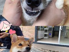 -柴犬高等学院·狗咖·柴犬售卖·宠物训练
